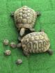 Griechische Landschildkröten abzugeben